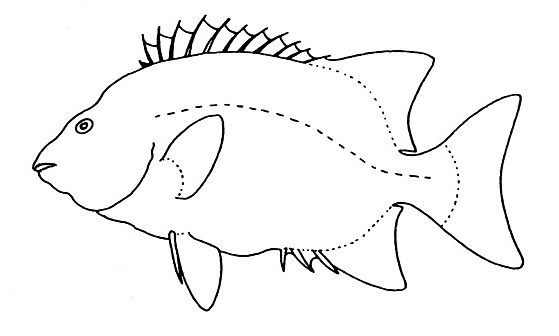 Representative of the Oplegnathidae family (Gosline & Brock, 1960, fig. 114)